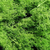 Green Moss