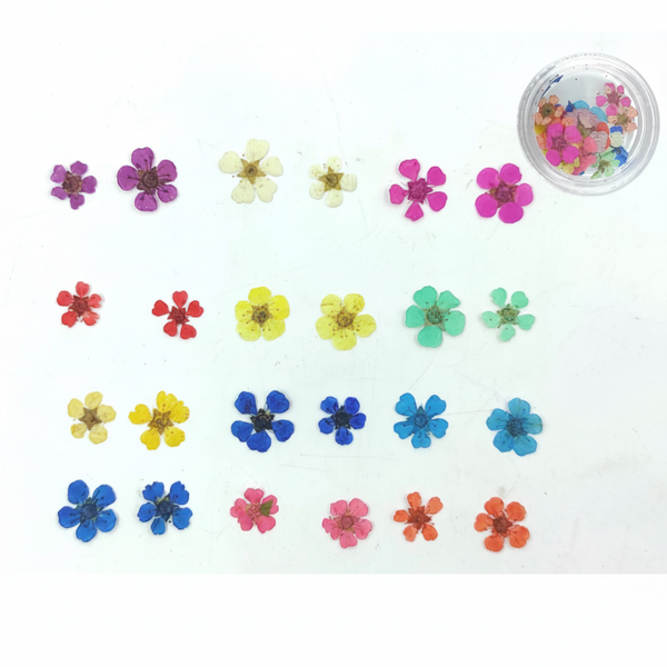 Mini Plum Blossom Mixed Pressed flower