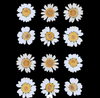 12 in 1 pressed flower - White F6