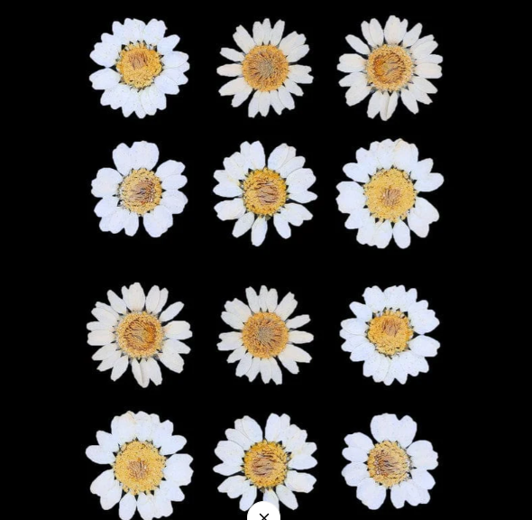 12 in 1 pressed flower - White F6