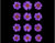 Pressed Daisy Violet - Set of 12