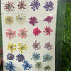 Pressed gypsy Flower - 24 in 1 F19