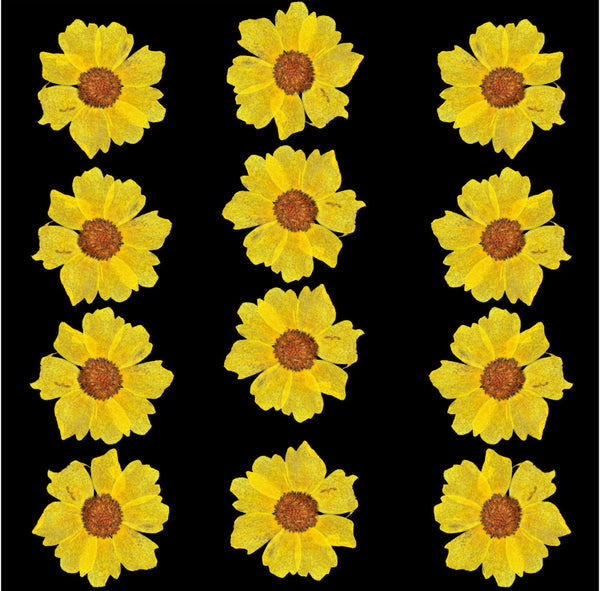 Pressed Wild dry flower yellow - 12 Pcs F3
