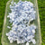 Hydrangea Dry Flower - Firozi Light