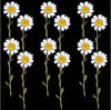 Pressed White Daisy - 12 pcs F20