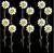 Pressed White Daisy - 12 pcs F20