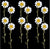 Pressed White Daisy - 12 pcs