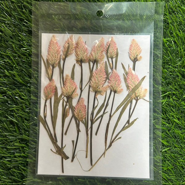 Pressed Flower Palmeri 12 in 1 - F22
