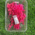 Baby Breath Dry Flower- Rani