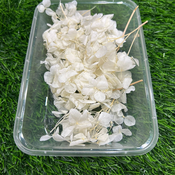 Hydrangea Dry Flower - white