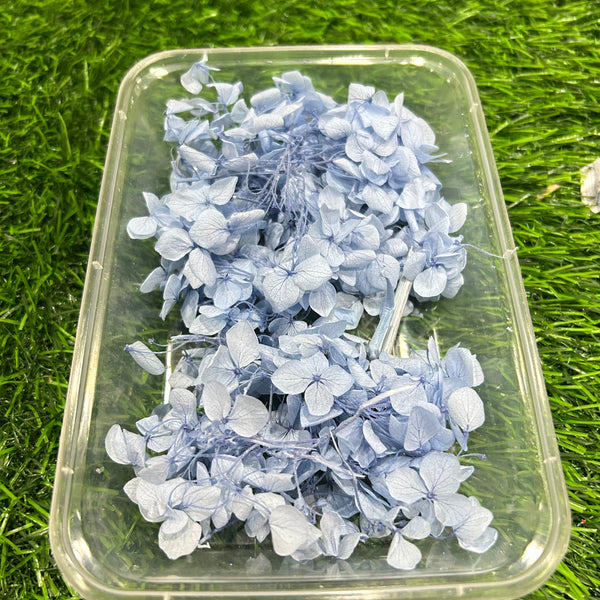 Hydrangea Dry Flower - Firozi Light