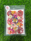 Pressed flower F18 40 in 1