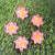 Red Lotus - Set of 5 Miniatures