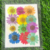 12 in 1 Multi color pressed flower - F1