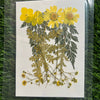 Pressed Flowers 10 in 1 (Yellow) -F23