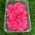 Hydrangea Dry Flower - Pink