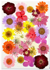 Pressed Flower F16 33 in 1