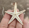 Natural Star Fish - Set of 5