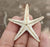 Natural Star Fish - Set of 5