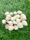 Natural Sea Shells - A