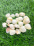 Natural Sea Shells - A