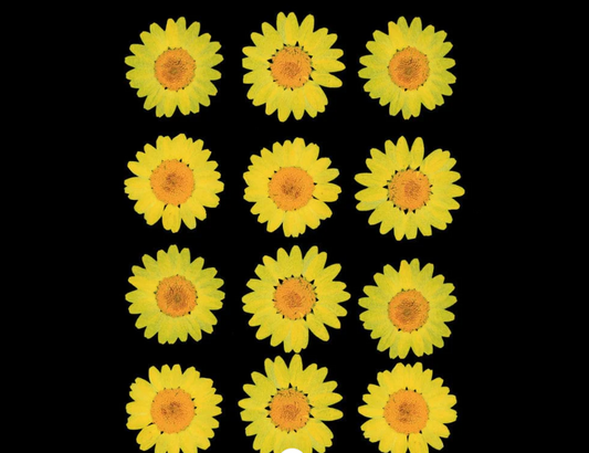 12 in 1 Yellow color pressed flower - F6