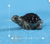 Black & Grey Turtle Miniature