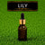 Fragrance Lily Eco